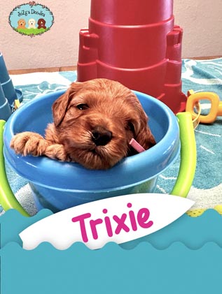 Trixie JoZy's Doodles Mini Goldendoodle Puppies