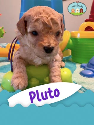 Pluto JoZy's Doodles Mini Goldendoodle Puppies