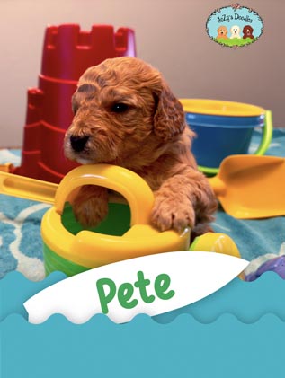 Pete JoZy's Doodles Mini Goldendoodle Puppies