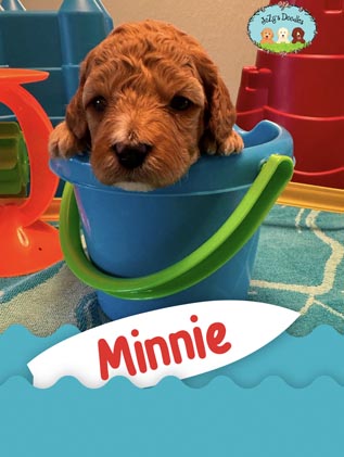 Minnie JoZy's Doodles Mini Goldendoodle Puppies