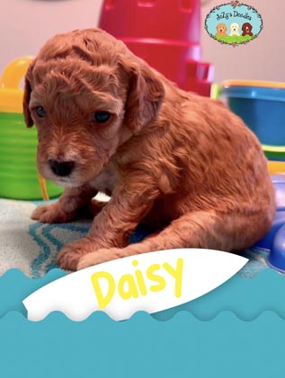 Daisy JoZy's Doodles Mini Goldendoodle Puppies