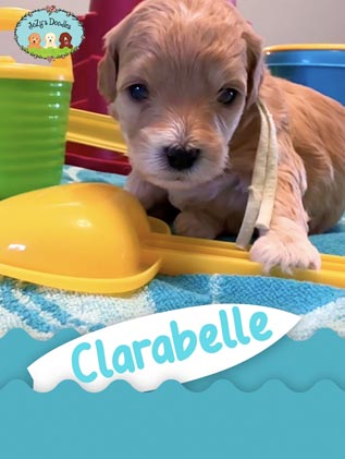 Clarabelle Mini Goldendoodle Puppy JoZy's Doodles