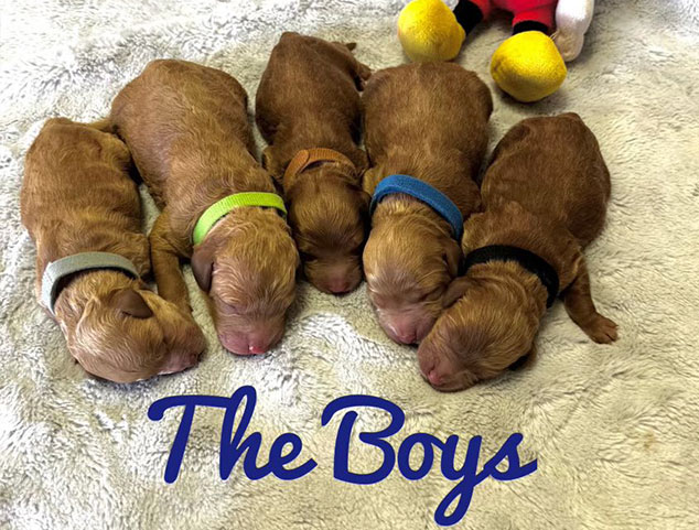 JoZys Doodles Male Puppies Disney Litter