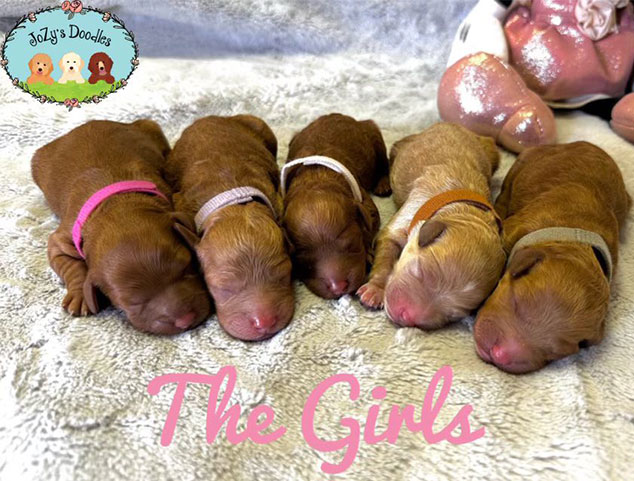 JoZys Doodles Female Puppies Disney Litter