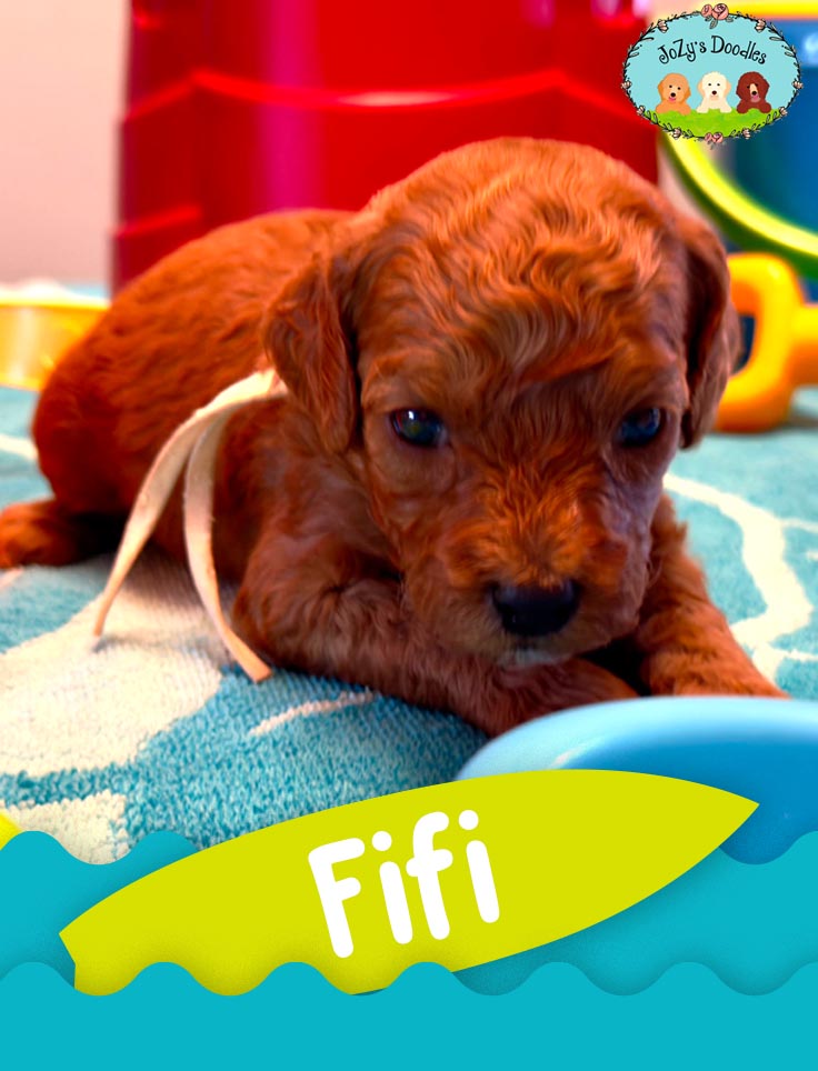 FIFI RESERVED