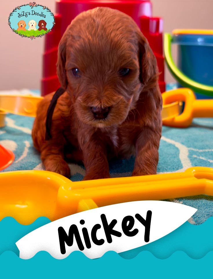 Mickey JoZy's Doodles Mini Goldendoodle Puppies