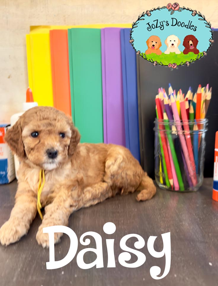 Daisy JoZy's Doodles Mini Goldendoodle Puppies