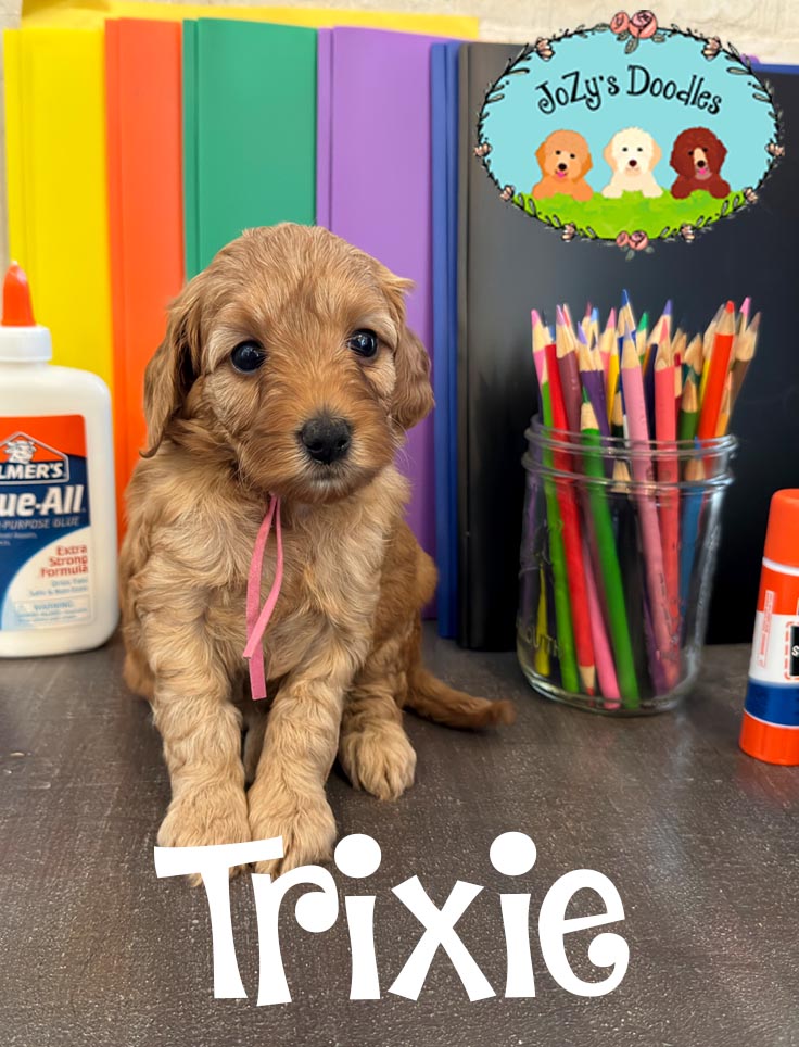 Trixie JoZy's Doodles Mini Goldendoodle Puppies