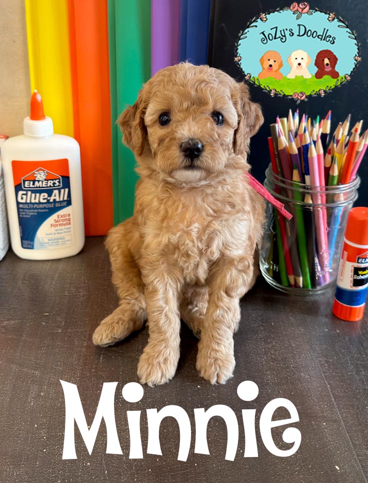 Minnie JoZy's Doodles Mini Goldendoodle Puppies