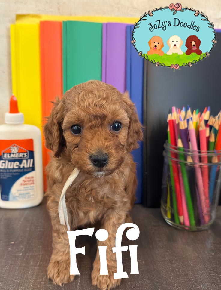 Fifi JoZy's Doodles Mini Goldendoodle Puppies