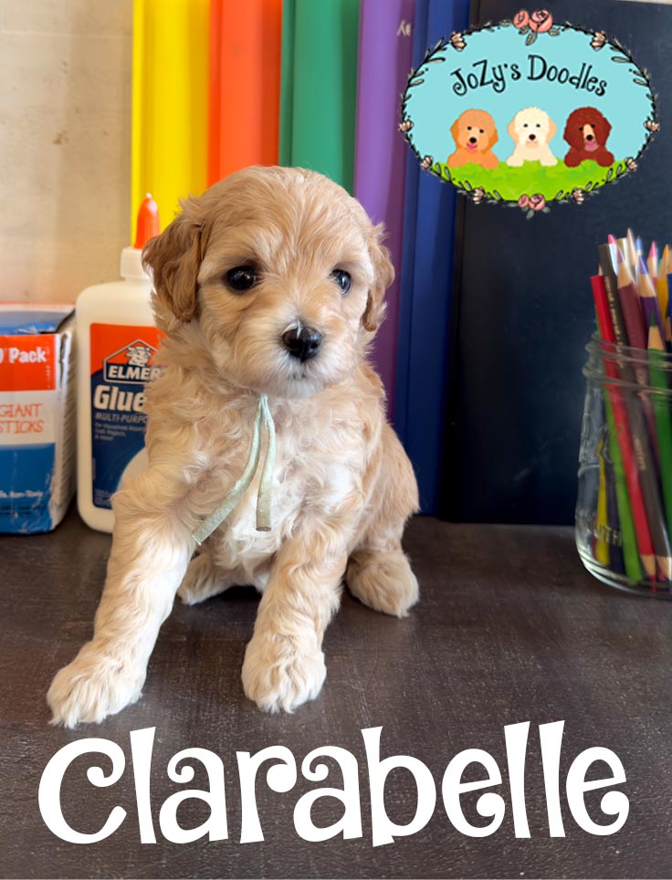 Clarabelle JoZy's Doodles Mini Goldendoodle Puppies