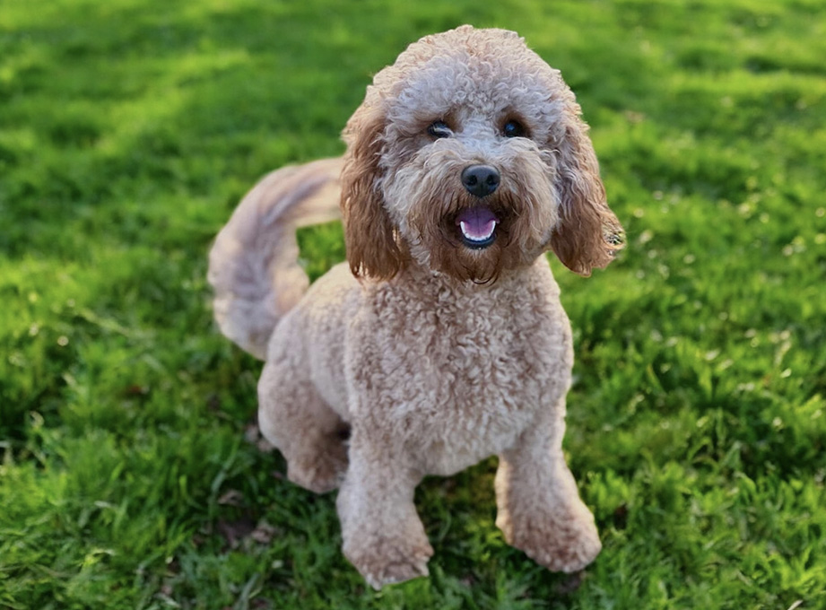 Tilly mini Goldendoodle JoZys Doodles