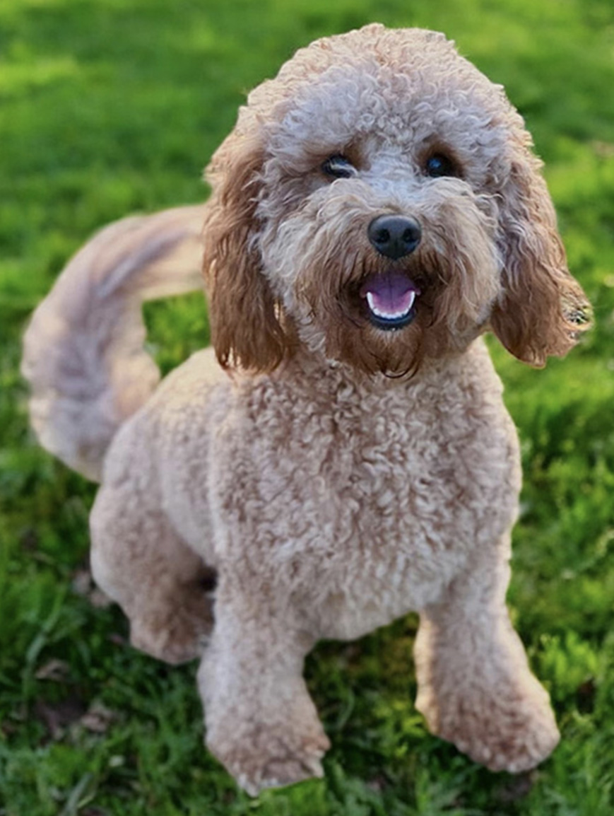 Tilly mini Goldendoodle JoZys Doodles