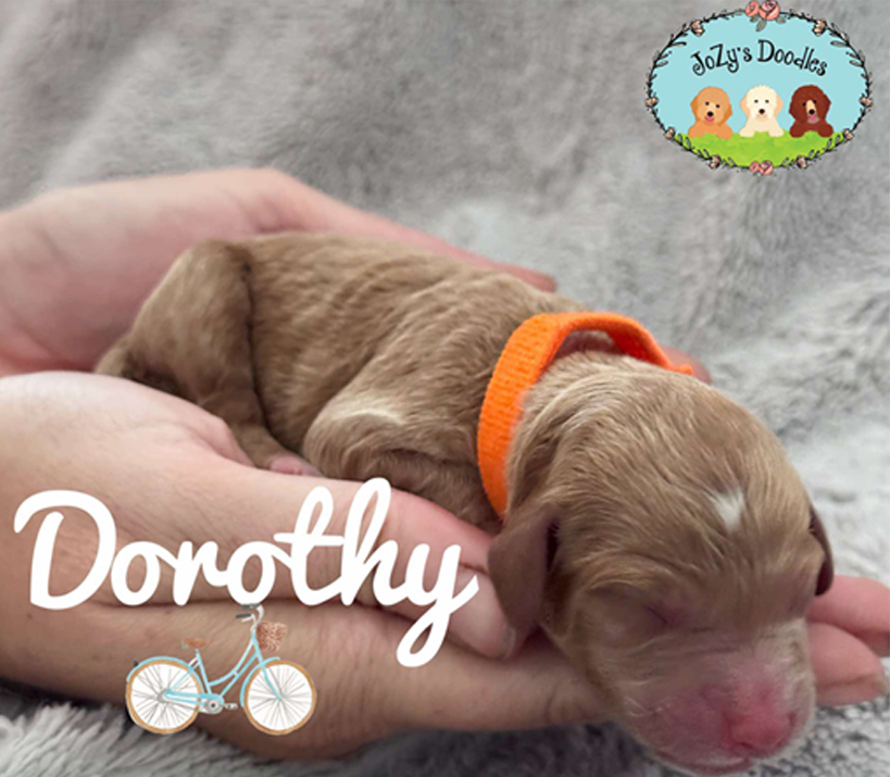 Dorothy Female Golden Doodle Puppy JoZy's Doodles Panama City FL