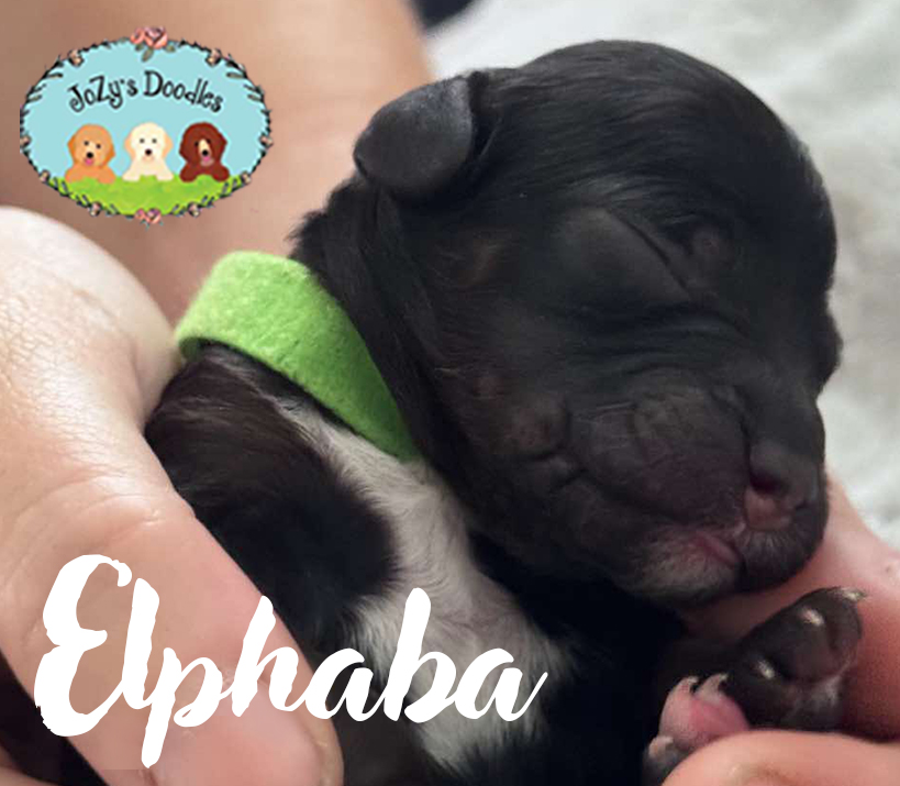 Elphaba Female Golden Doodle Puppy JoZy's Doodles Panama City FL