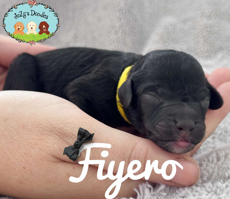 Fiyero Male Golden Doodle Puppy JoZy's Doodles Panama City FL