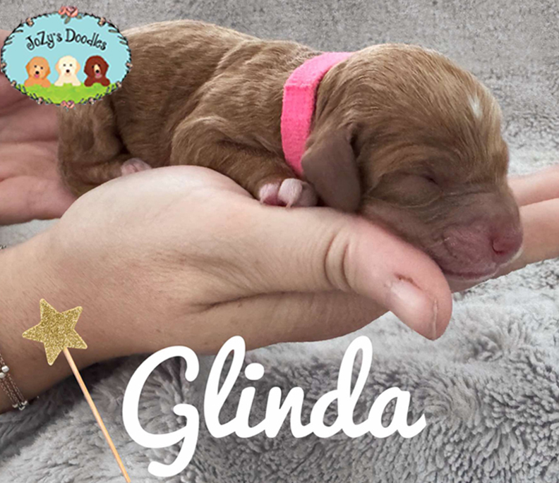 Glinda Female Golden Doodle Puppy JoZy's Doodles Panama City FL