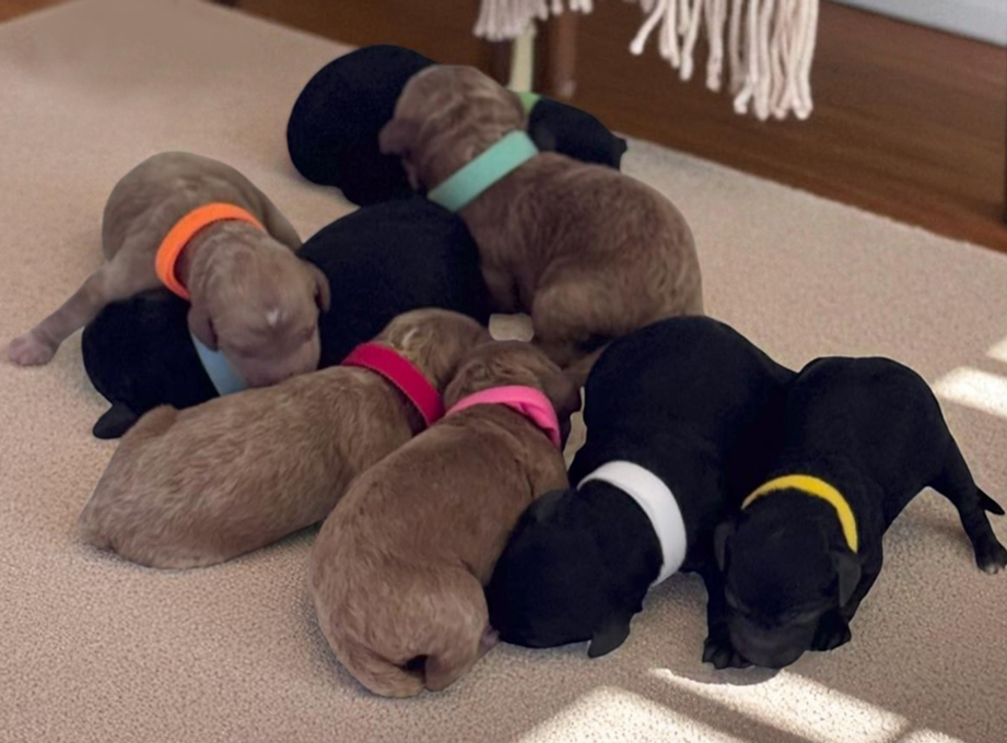 JoZys Doodles Wicked Litter