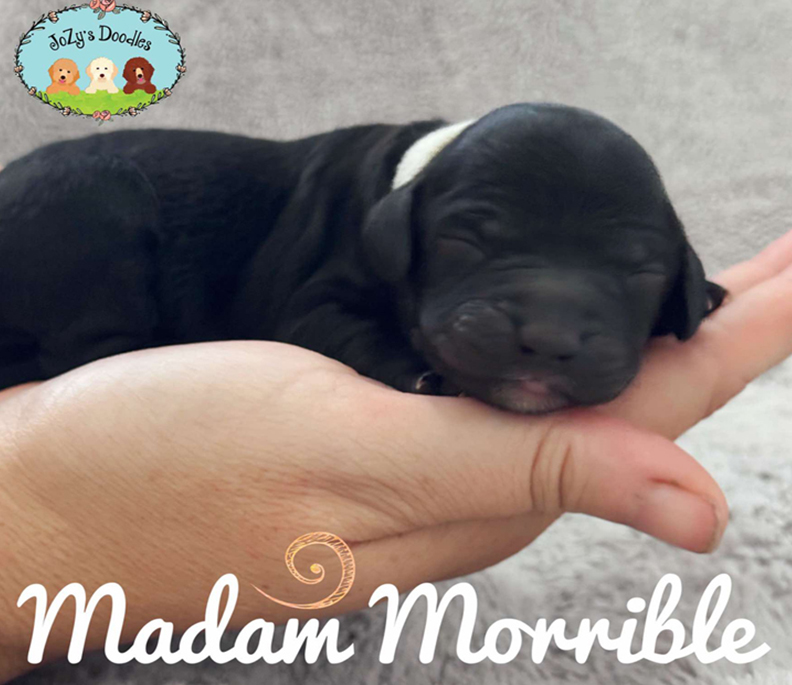 Madam Morrible Female Golden Doodle Puppy JoZy's Doodles Panama City FL