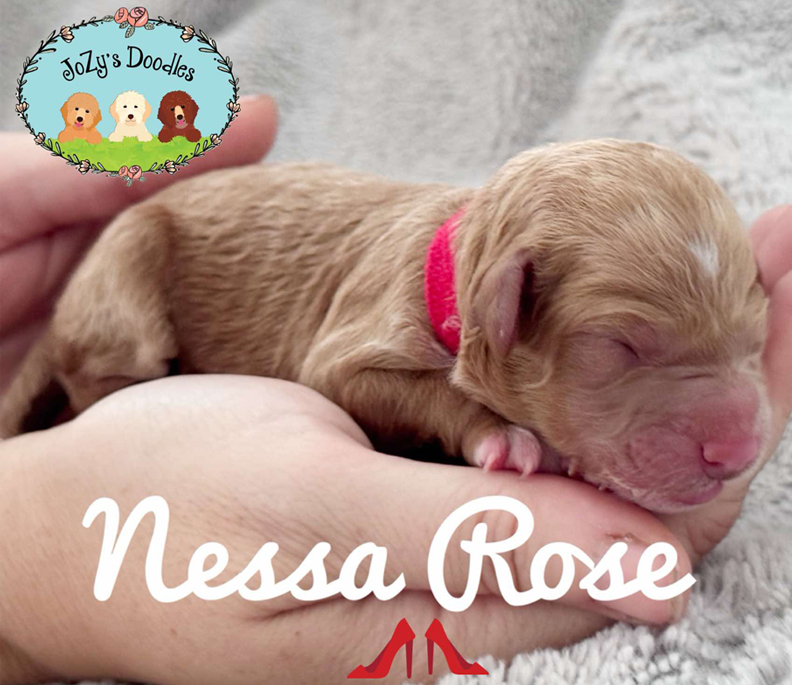 Nessa Rose Female Golden Doodle Puppy JoZy's Doodles Panama City FL
