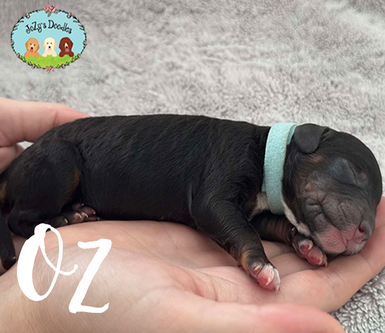Oz Male Golden Doodle Puppy JoZy's Doodles Panama City FL