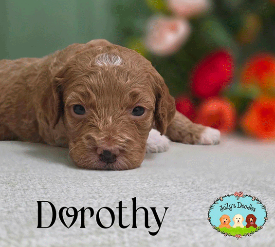Wicked-3-week-pics_0000_Dorothy_3-weeks.jpg Dorothy Female Golden Doodle Puppy JoZy's Doodles Panama City FL