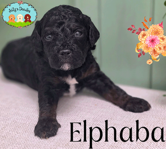 Wicked-3-week-pics_0001_Elphaba_3-weeks.jpg Elphaba Female Golden Doodle Puppy JoZy's Doodles Panama City FL