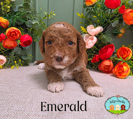 Wicked-3-week-pics_0002_Emerald_3-weeks-copy.jpg Emerald Female Golden Doodle Puppy JoZy's Doodles Panama City FL