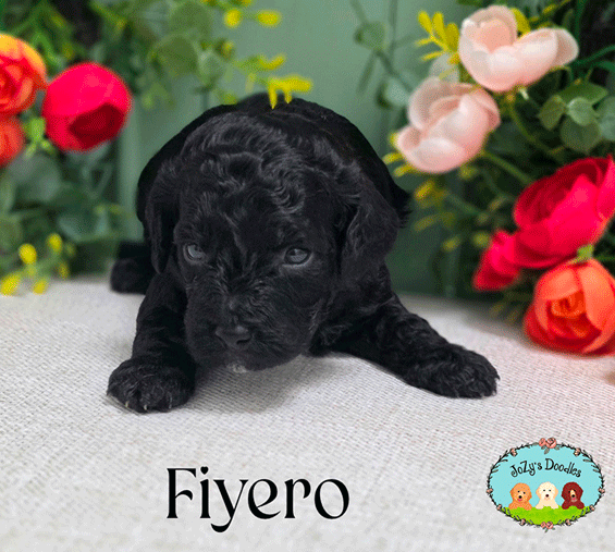 Wicked-3-week-pics_0003_Fiyero_3-weeks.jpg Fiyero Male Golden Doodle Puppy JoZy's Doodles Panama City FL