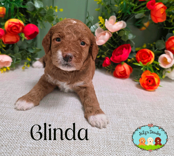 Wicked-3-week-pics_0004_Glinda_3-weeks-copy.jpg Glinda Female Golden Doodle Puppy JoZy's Doodles Panama City FL