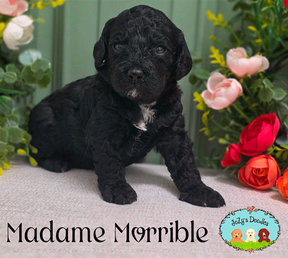 Wicked-3-week-pics_0005_Madam-Morrible_3-weeks-copy.jpg Madam Morrible Female Golden Doodle Puppy JoZy's Doodles Panama City FL