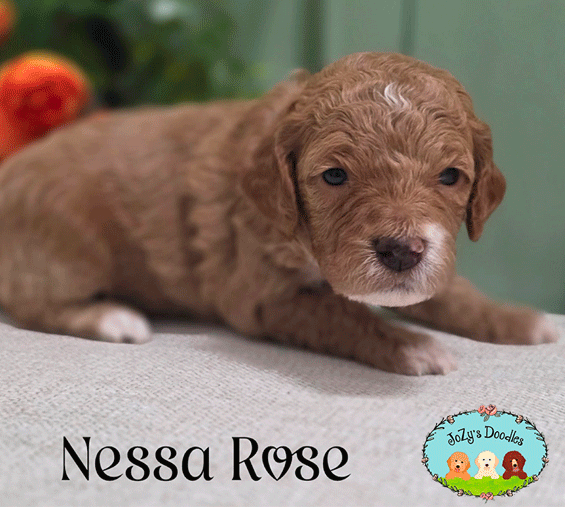 Wicked-3-week-pics_0006_Nesssa-Rose_3-weeks-copy.jpg Nessa Rose Female Golden Doodle Puppy JoZy's Doodles Panama City FL