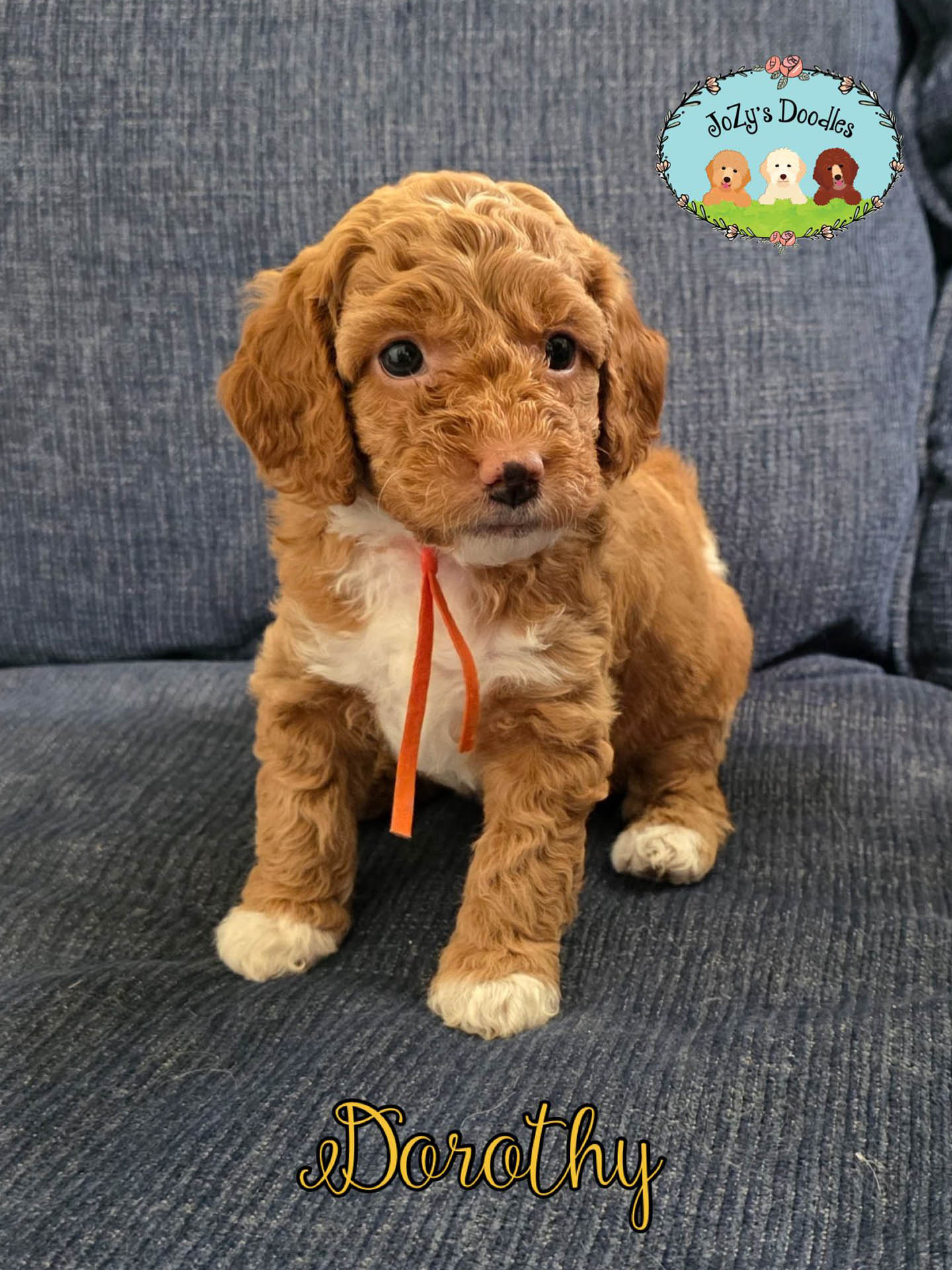 JoZys Doodles 5 Week Pics_0000_Dorothy. .jpg Dorothy Female Golden Doodle Puppy JoZy's Doodles Panama City FL