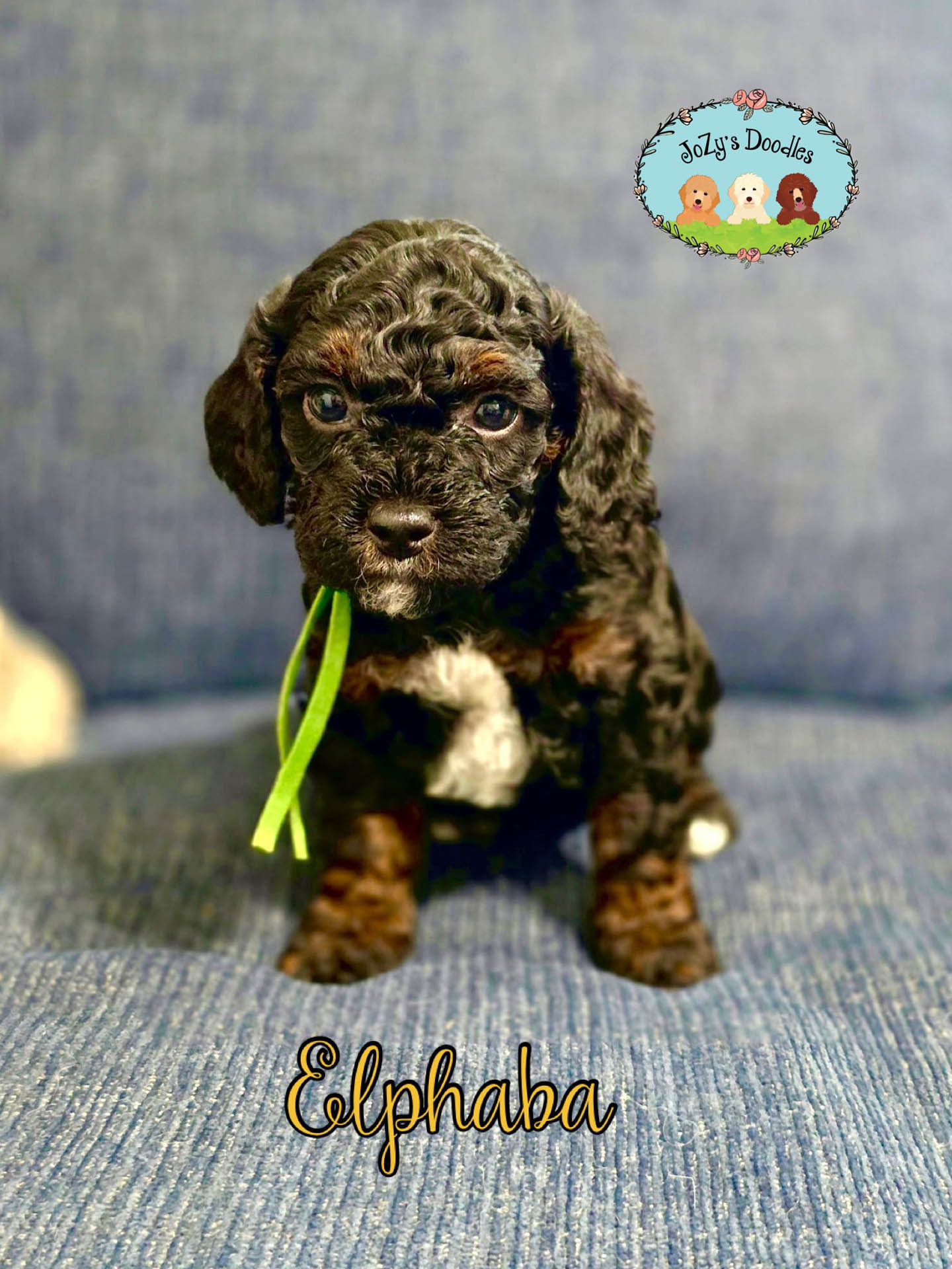 JoZys Doodles 5 Week Pics_0001_Elphaba. .jpg Elphaba Female Golden Doodle Puppy JoZy's Doodles Panama City FL