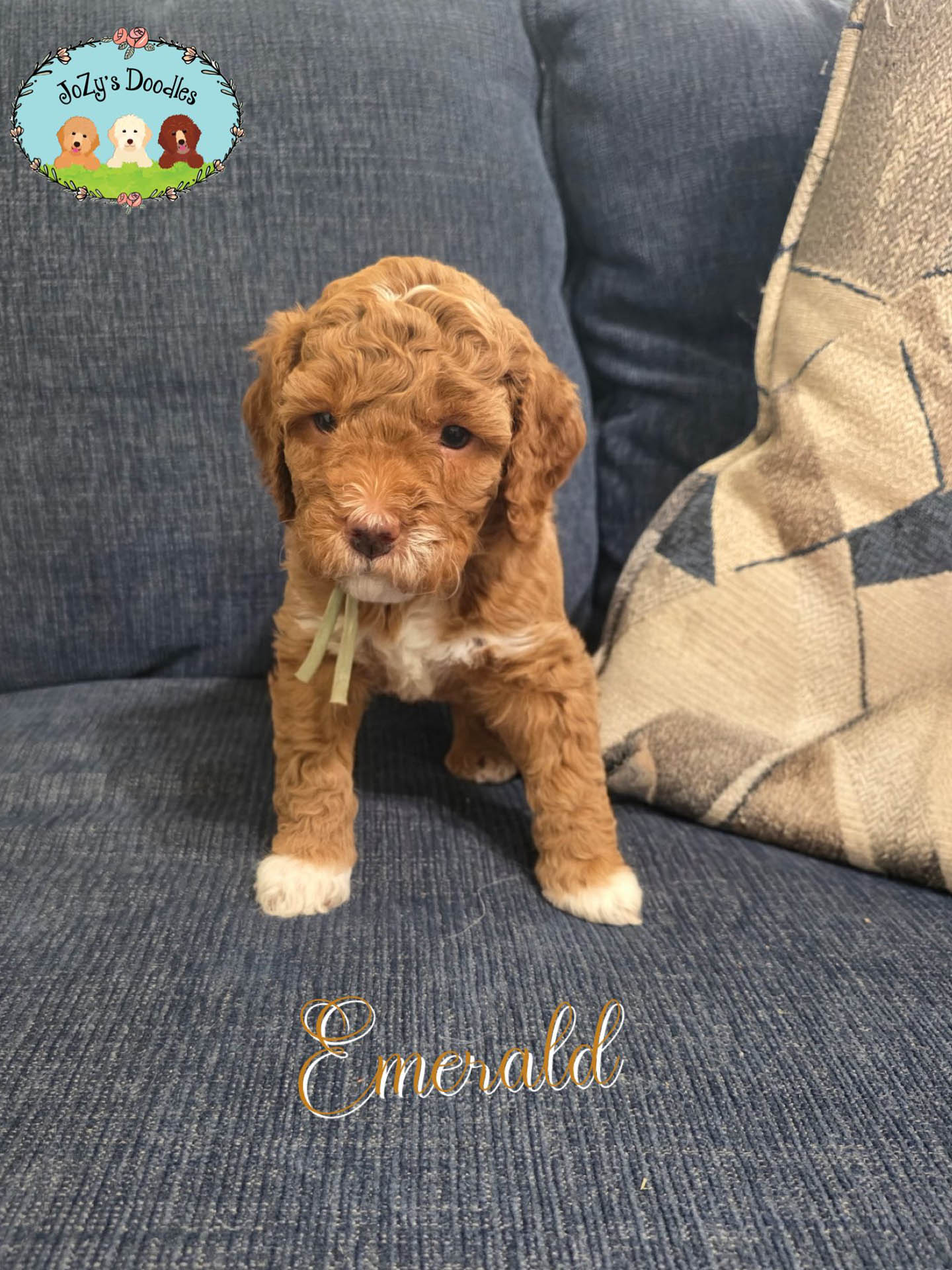 JoZys Doodles 5 Week Pics_0002_Emerald .jpg Emerald Female Golden Doodle Puppy JoZy's Doodles Panama City FL