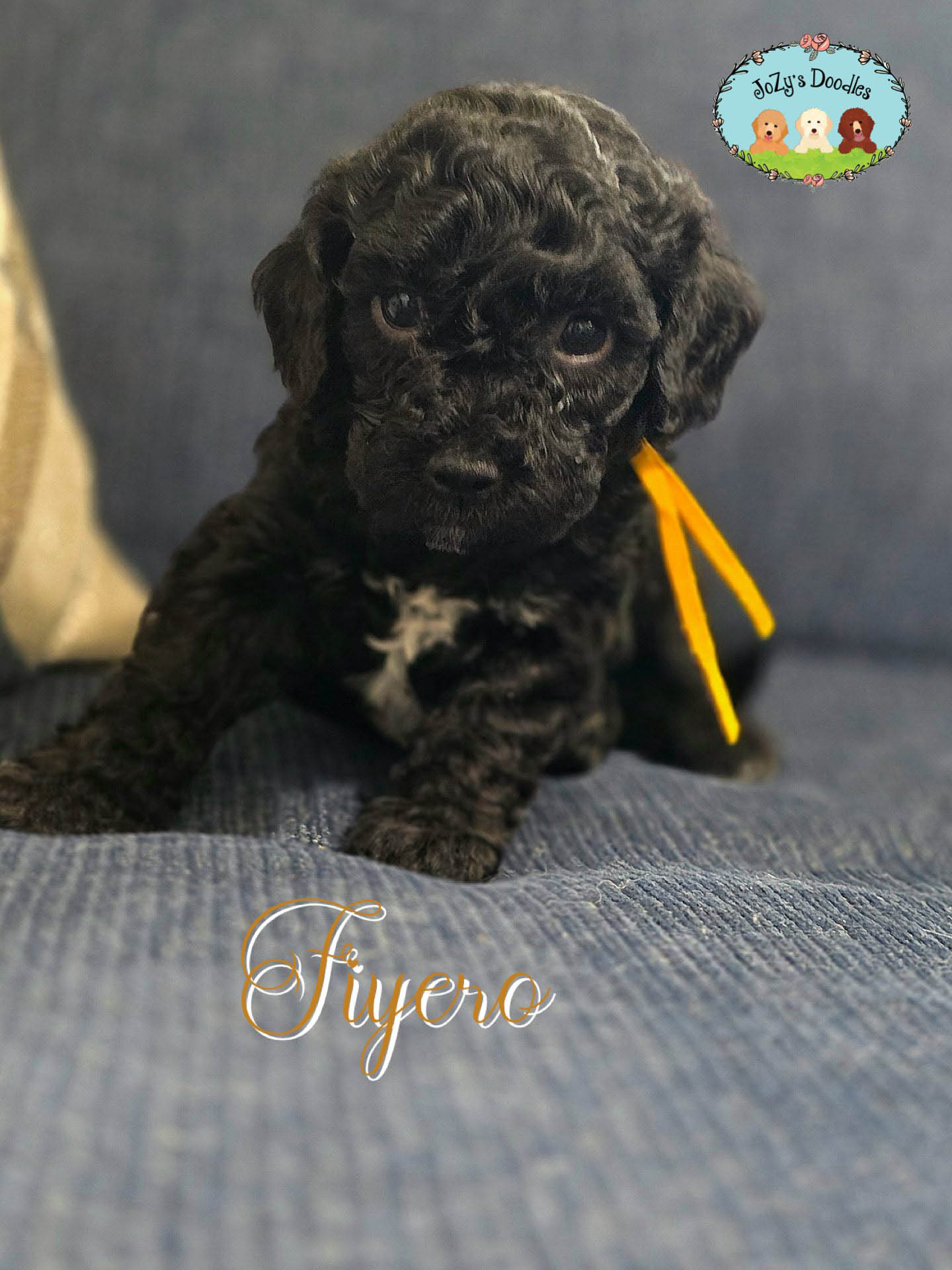 JoZys Doodles 5 Week Pics_0003_Fiyero. .jpg Fiyero Male Golden Doodle Puppy JoZy's Doodles Panama City FL
