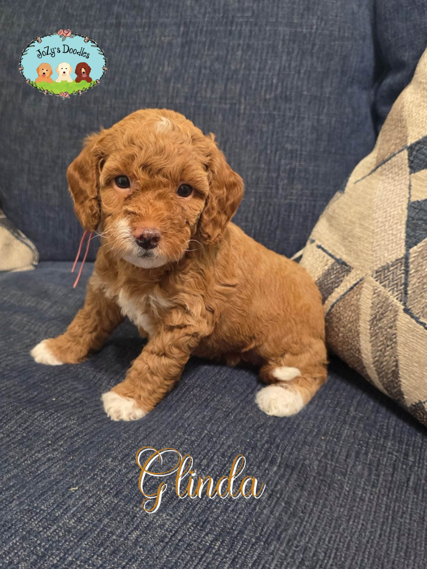 JoZys Doodles 5 Week Pics_0004_Glinda. .jpg Glinda Female Golden Doodle Puppy JoZy's Doodles Panama City FL