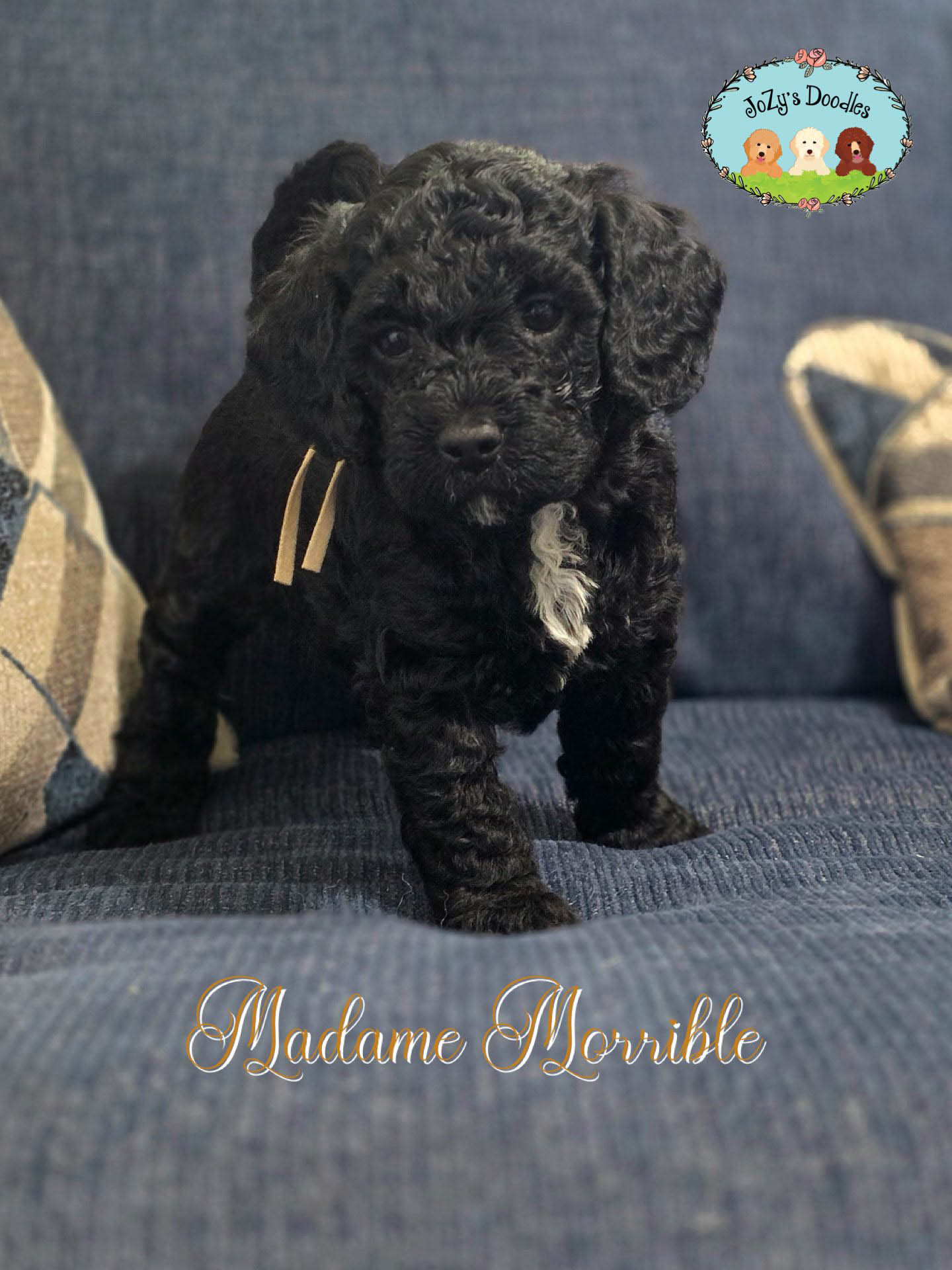 JoZys Doodles 5 Week Pics_0005_Madam Morrible. .jpg Madam Morrible Female Golden Doodle Puppy JoZy's Doodles Panama City FL