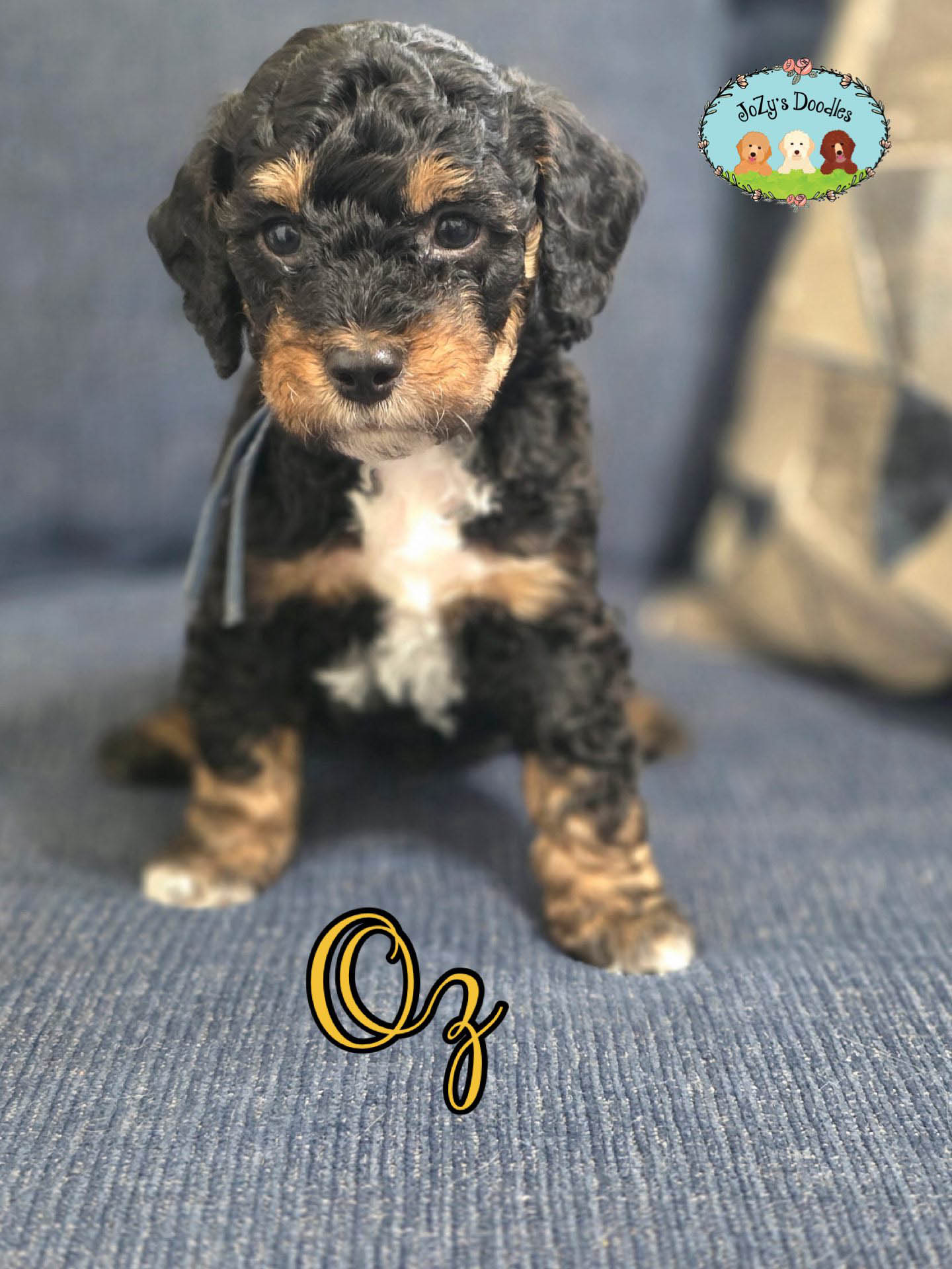 JoZys Doodles 5 Week Pics_0007_Oz. .jpg Oz Male Golden Doodle Puppy JoZy's Doodles Panama City FL