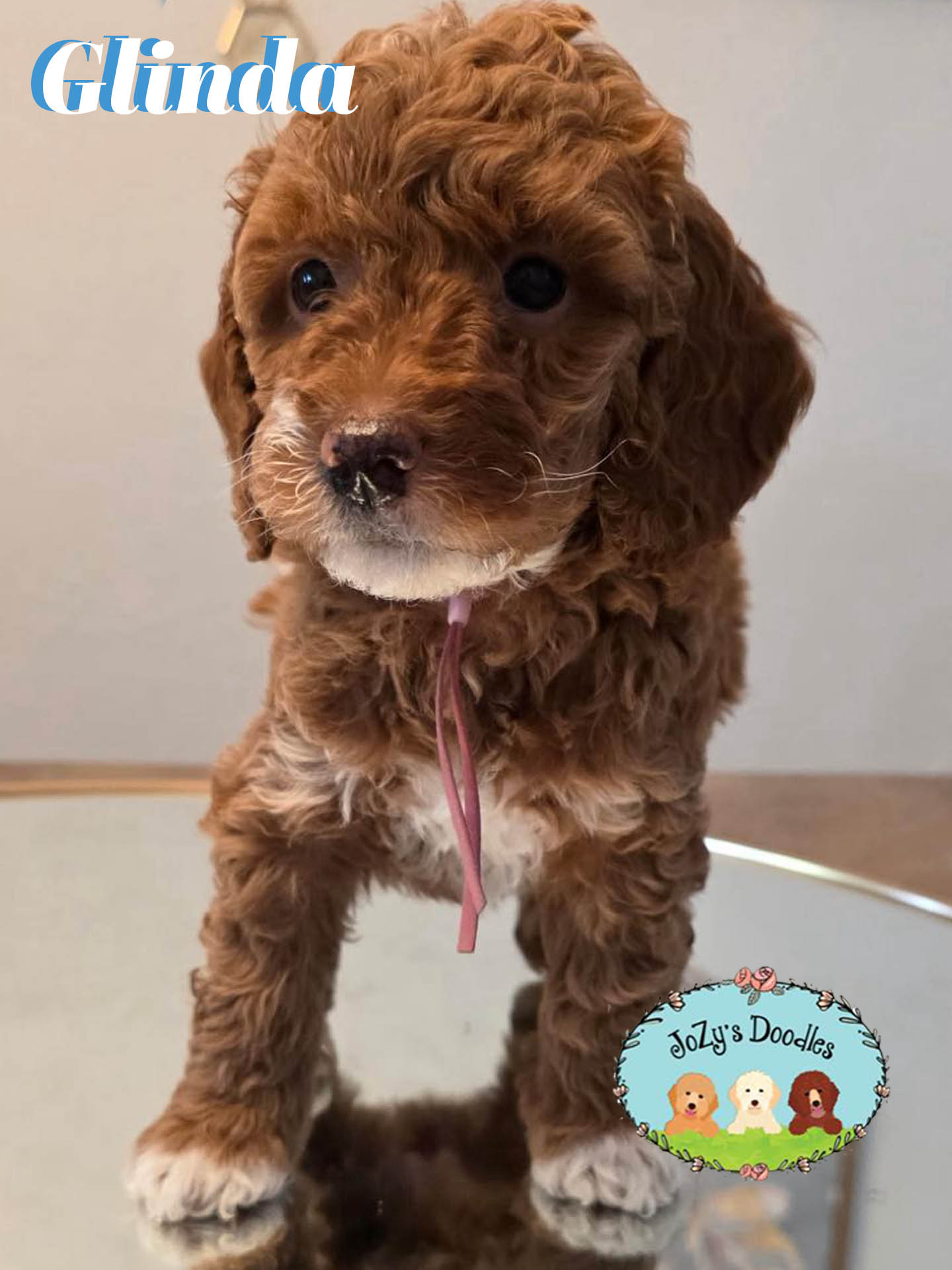 Glinda Female Golden Doodle Puppy JoZy's Doodles Panama City FL