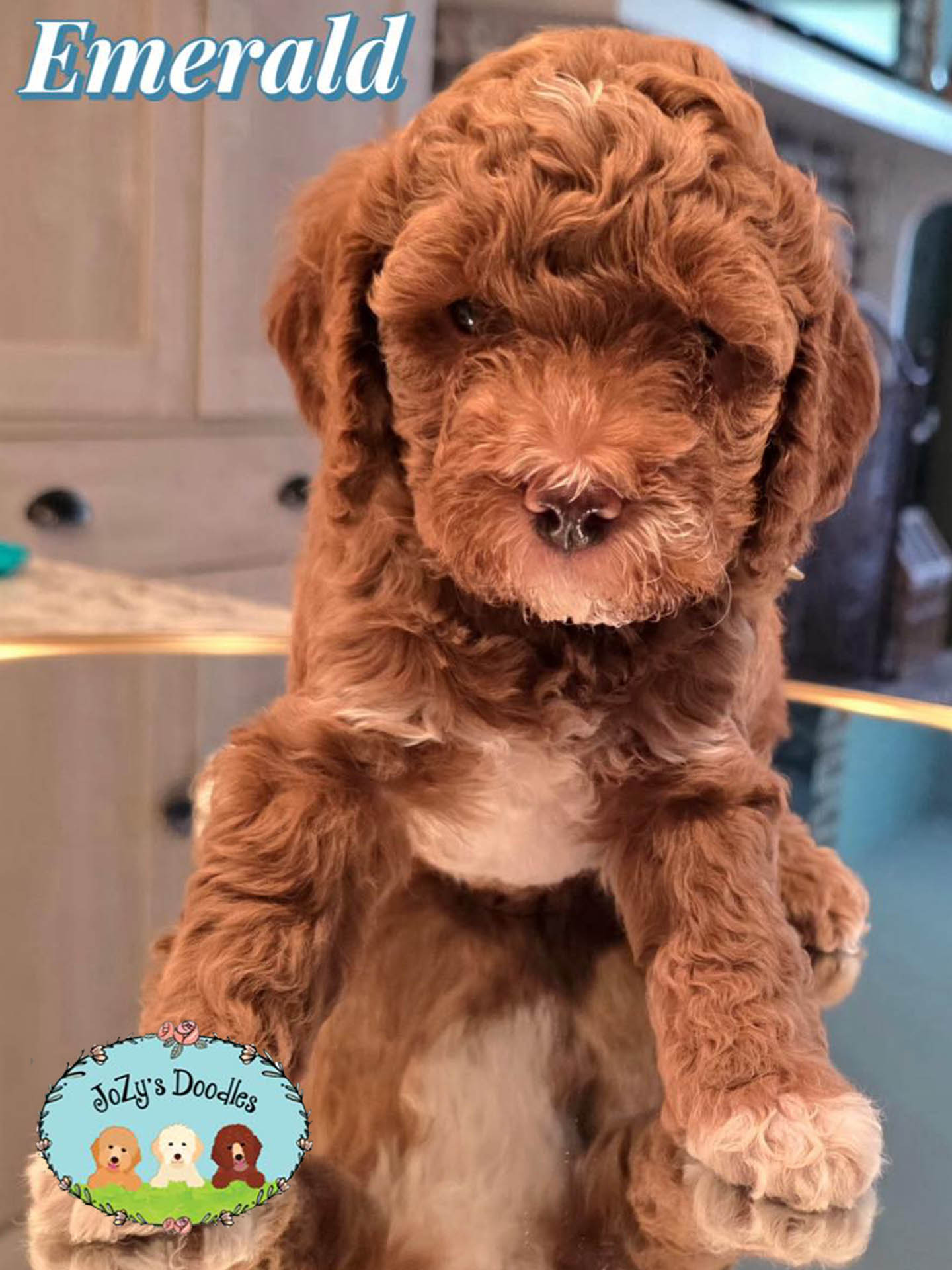 JoZys Doodles - 6 week pics_0002_Emerald Emerald Female Golden Doodle Puppy JoZy's Doodles Panama City FL