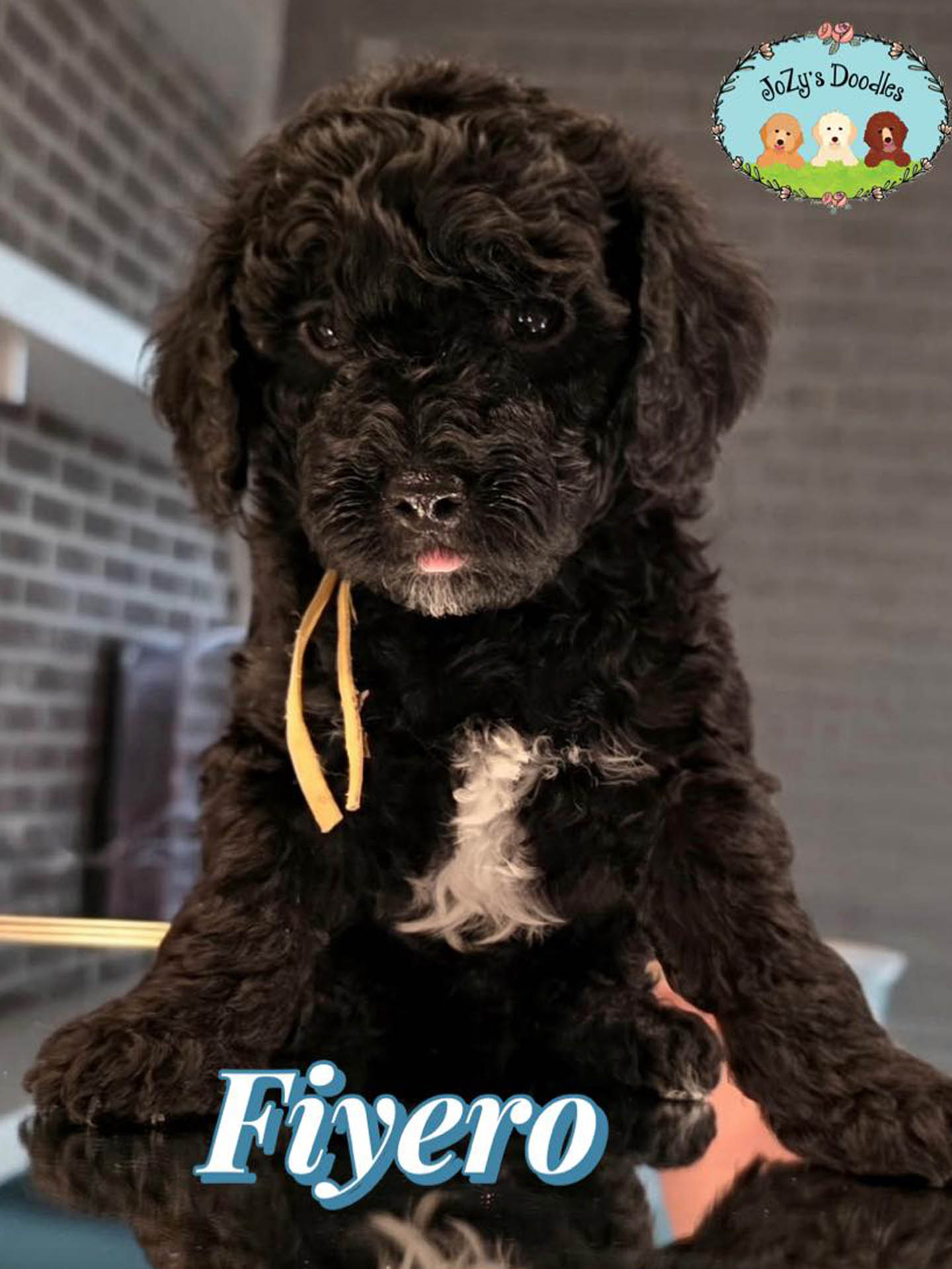 Fiyero Male Golden Doodle Puppy JoZy's Doodles Panama City FL