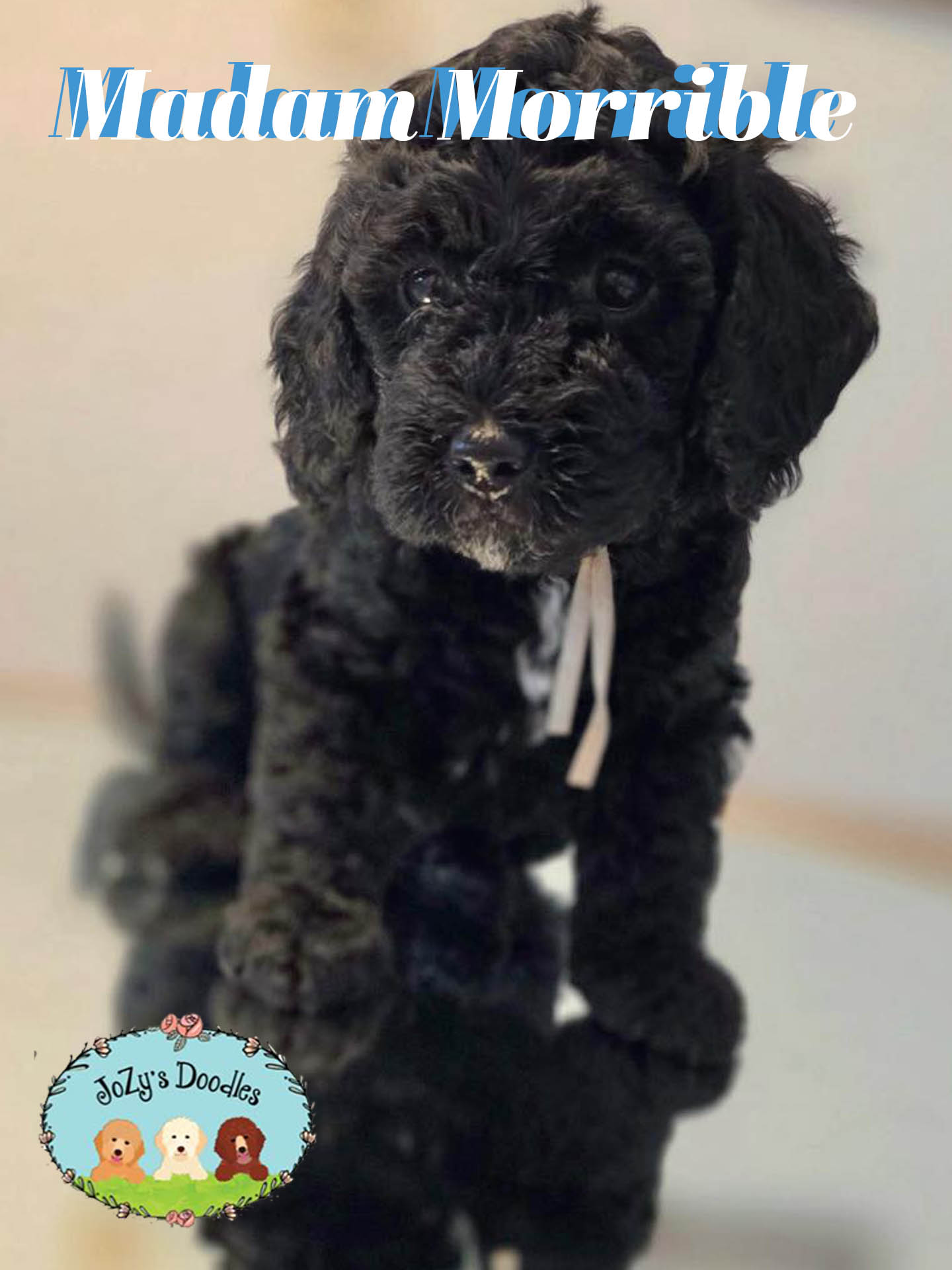 Madam Morrible Female Golden Doodle Puppy JoZy's Doodles Panama City FL
