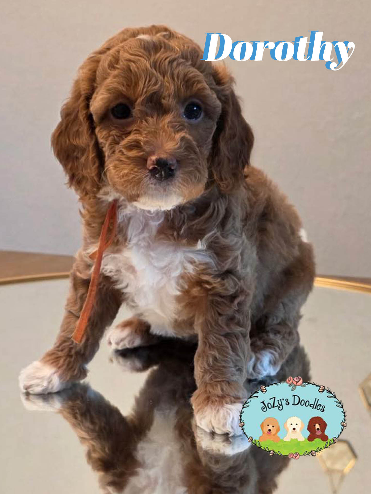 Dorothy Female Golden Doodle Puppy JoZy's Doodles Panama City FL