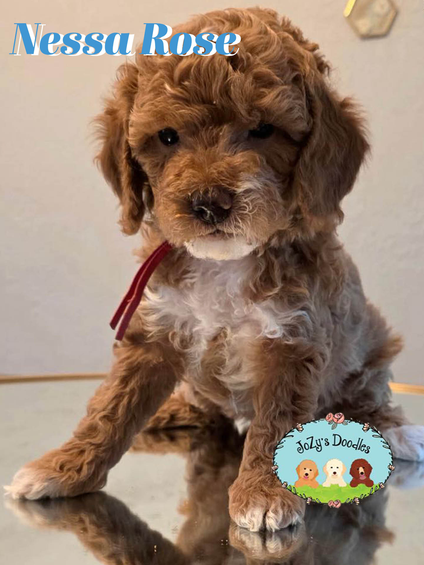 Nessa Rose Female Golden Doodle Puppy JoZy's Doodles Panama City FL