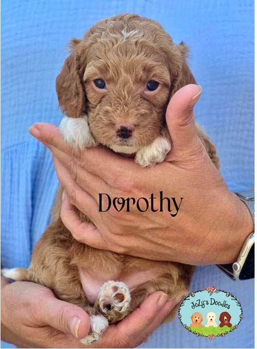 Wicked Litter - 4 week pics - layered copy_0000s_0000_Dorothy 4 weeks.jpg Dorothy Female Golden Doodle Puppy JoZy's Doodles Panama City FL