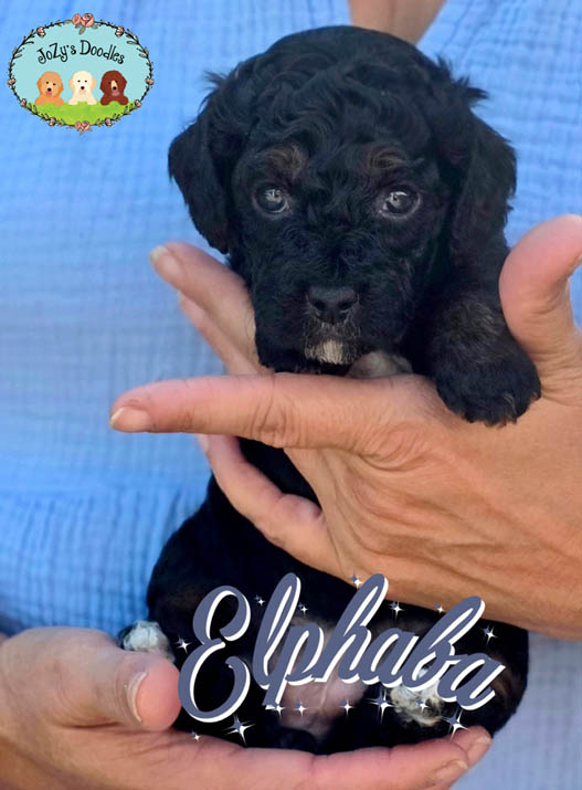 Wicked Litter - 4 week pics - layered copy_0000s_0001_Elphaba 4 weeks.jpg Elphaba Female Golden Doodle Puppy JoZy's Doodles Panama City FL