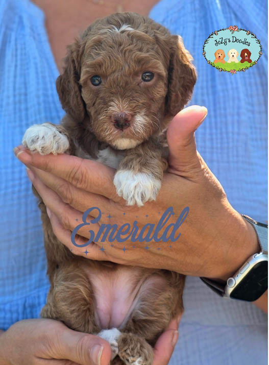 Wicked Litter - 4 week pics - layered copy_0000s_0002_Emerald 4 weeks.jpg Emerald Female Golden Doodle Puppy JoZy's Doodles Panama City FL