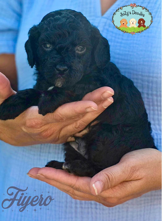 Wicked Litter - 4 week pics - layered copy_0000s_0003_Fiyero 4 weeks.jpg Fiyero Male Golden Doodle Puppy JoZy's Doodles Panama City FL