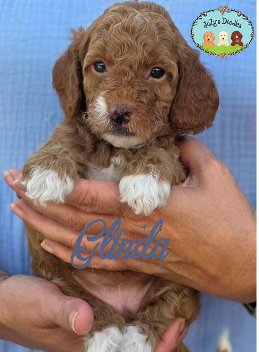 Wicked Litter - 4 week pics - layered copy_0000s_0004_Glinda 4 weeks.jpg Glinda Female Golden Doodle Puppy JoZy's Doodles Panama City FL